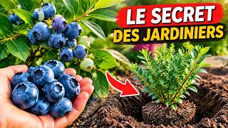 Le Secret des Jardiniers : Comment Planter des Myrtilles Facilement et