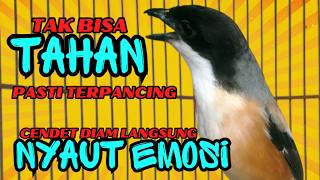 Download lagu PASTI TAK TAHAN CENDET MENDENGARNYA❗ PANCINGAN CENDET AGAR RAJIN BUNYI❗❗ mp3 Download lagu PASTI TAK TAHAN CENDET MENDENGARNYA❗ PANCINGAN CENDET AGAR RAJIN BUNYI❗❗ mp3