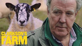 Jeremy Gets Emotional Saying Goodbye To His Sheep | Clarkson