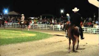 preview picture of video 'Ava 2010 Missouri  The Fox Trotter-World Championship MFTHBA'