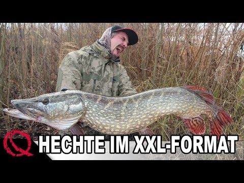 Hechte im XXL Format | Hechtangeln mit Köderfisch | Deadbaiting by Stefan Seuß
