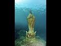 Virgen De La Isla De La Roqueta Acapulco Buceo 1entendencia Acapulco