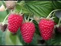 How to Grow Raspberries - Complete Growing Guide
