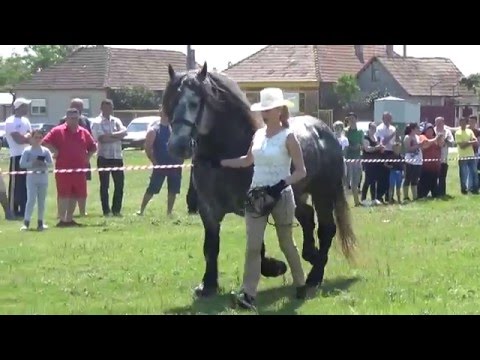 Prezentare la concursul de frumusete Eclips -Herghelia Fitero