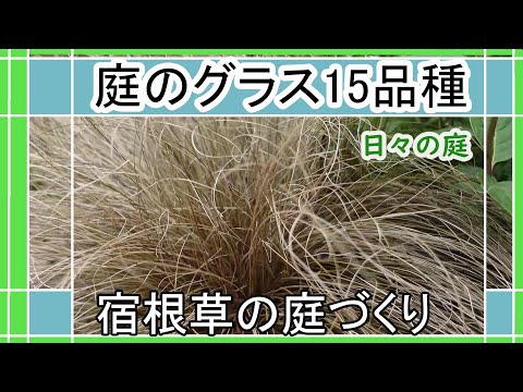 スイッチグラス 植物