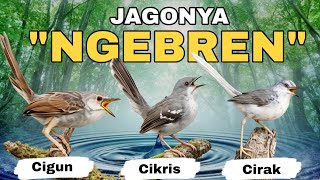 Download lagu MASTERAN CIBLEK NGEBREN FULL TEMBAKAN || KOMBINASI CIBLEK KRISTAL,CIBLEK GUNUNG,CIBLEK SAWAH mp3