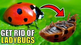 How to Get Rid of Ladybugs Using Home Remedies