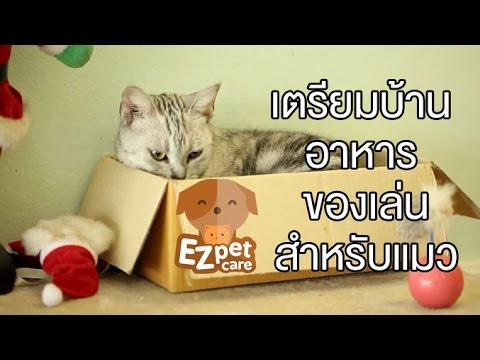 Activators ของชายและหญิง ความอ่อนแอและต่อมลูกหมากอักเสบรักษา