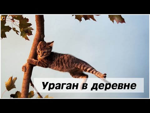 Последствия урагана или как я провела среду.