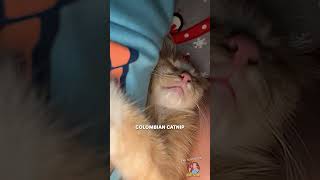 Catnip Dreams 🌱