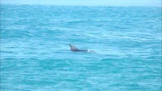 preview picture of video 'karate training - makiwara - Wellington Rock - Nambucca Heads (NSW)'