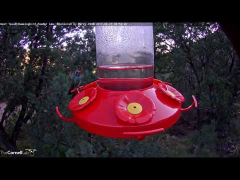 Rare Sighting Of Adult Male Broad-billed Hummingbird In West Texas – Sept. 21, 2017