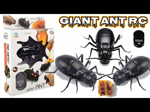 Giant Ant remote controlled toy. #GiantantRC #RCBugs