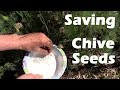 Saving Chive Seeds. The Easy Way I Do It Right in Your Garden.