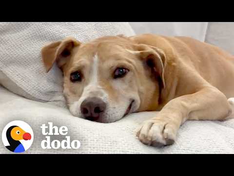 Dog Who Waited Six Years For A Home CANNOT Stop Smiling | The Dodo