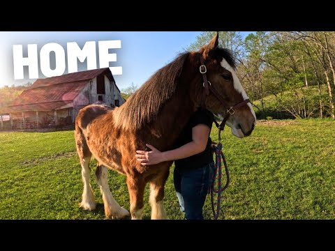 Abandoned Clydesdale Filly’s FIRST DAY HOME!