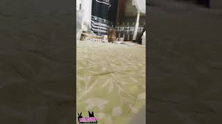 ウサギの反復横跳び（？）🐇