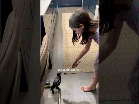 Wild Magpie Loves This 9-Year-Old Girl  | The Dodo