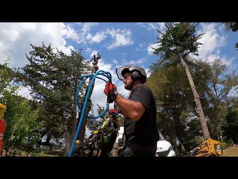 Abattage d'un pin mort à Mesquer par vert d horizon 2