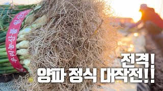 농촌 힐링영상 형씨 양파 정식했어요. (feat. 양파 기비 방법)