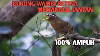 Download lagu Suara wambi jantan dan betina saling saut sautan mp3 mp3