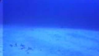 preview picture of video 'Taveuni Fiji Blue eel reef'