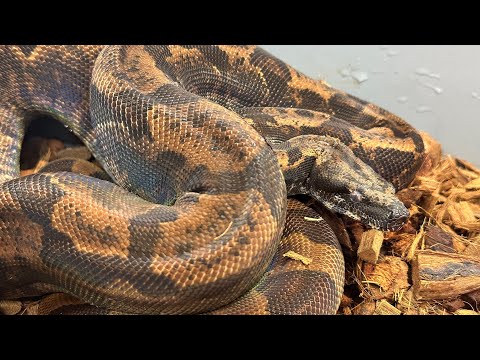 Inland Taipan Bite￼ - My Opinion on Free Handling Venomous and Venomous Keeping
