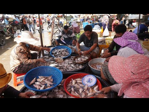 Kilometers 9 The Third Site Distribute Alive Fish, Dry Fish & Sea Food - Morning Fish Market Scene