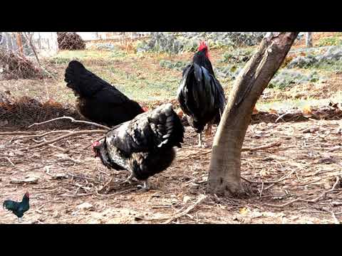 , title : 'Australorps black chicken breeds - sun shine ,green sheen with blue and purle - AGROKOTA.GR'