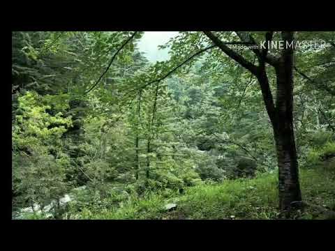 Generic small passerine-like ornithuromorph sounds (Without reverb)