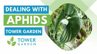 How to deal with Aphids (hate them, lol)