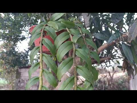 Hoa mai vàng trồng ở miền bắc + đỗ quên đỏ kèm 1 vài loại lan rừng các bác cho lời nhận xét ạ.