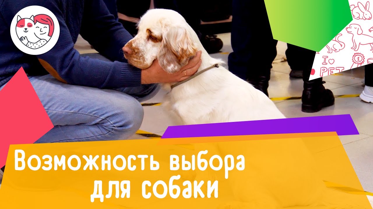 4 важных повода давать собаке выбор
