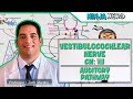 Neurology Vestibulocochlear Nerve Cranial Nerve VIII Auditory Pathway