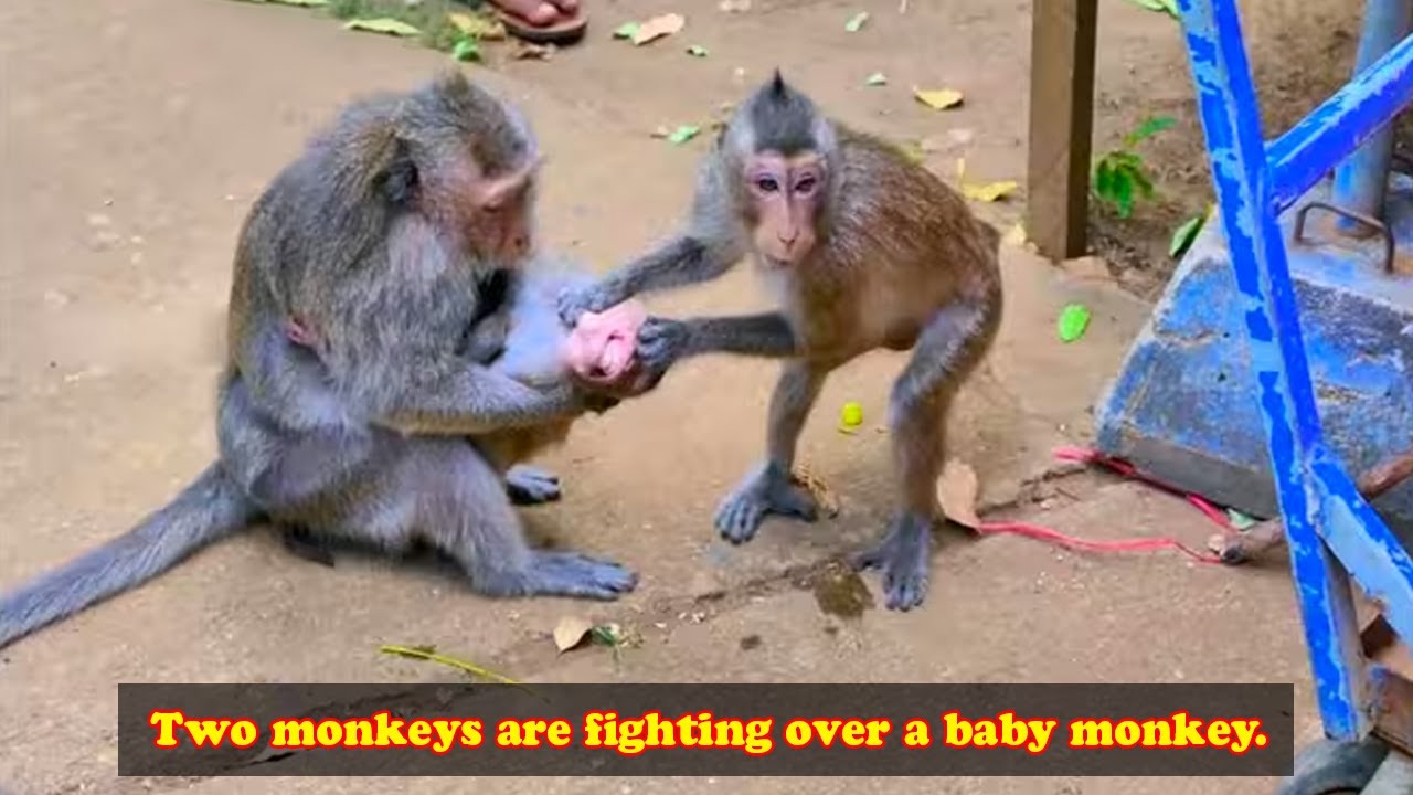 These two monkeys are truly speechless; they're working together to tear the monkey's mouth apart.