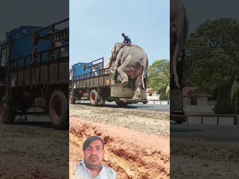 # alifent#instagram #youtube #tiktok #animals #jabber #facebook #funny