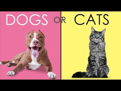 Should You Buy A Dog, Or A Cat?