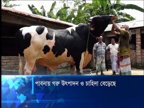 পাবনায় গরু উৎপাদন ও চাহিদা বেড়েছে