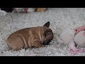 French Bulldog dogs for sale: Sadie - Video 1