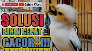 Download lagu jalak macet bunyi - muda - paud cepat nyaut dan GACOR mendengar suara pancingan jalak putih ini mp3