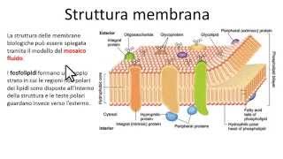 Struttura della membrana cellulare plasmatica. Membrana biologica