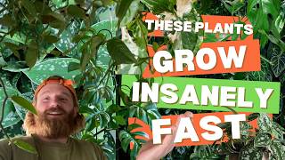 Top 10 Fastest Growing Indoor Plants (HUGE Plants In No Time)
