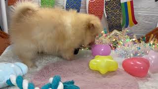 ハーフ犬の動画01