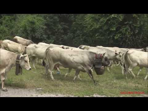 UNA MANDRIA DI MUCCHE IN TRANSUMANZA, NE PARTE UNA E PARTONO TUTTE. - SAB.19 - 6 - 2021.