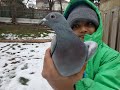Bird (Fiona) fully recovered after Hawk attack | Racing homer Pigeon