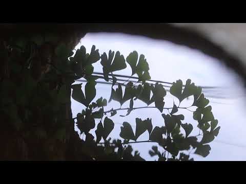 映像作家 保山耕一氏 による「奈良、時の雫」　丹生神社編