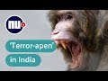 Apenbende vloert man in India | NU.nl