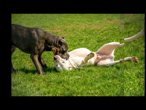 DeccanMan- Дис-Ко!? (DISS kriskO) 2017