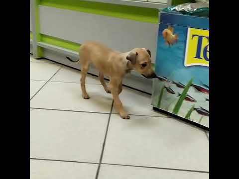 Fidelis et Fortis Gelios, 7 weeks