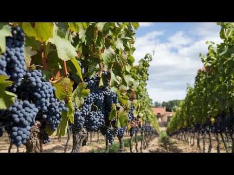 How to Produce Millions of Grape Vines | Seedlings to Harvesting | 2024